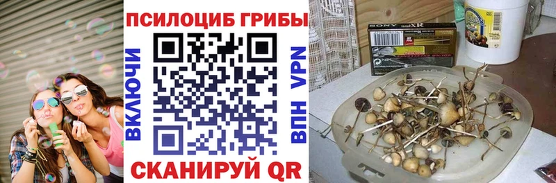 сколько стоит  ссылка на мегу как зайти  Псилоцибиновые грибы Cubensis  Кинель 