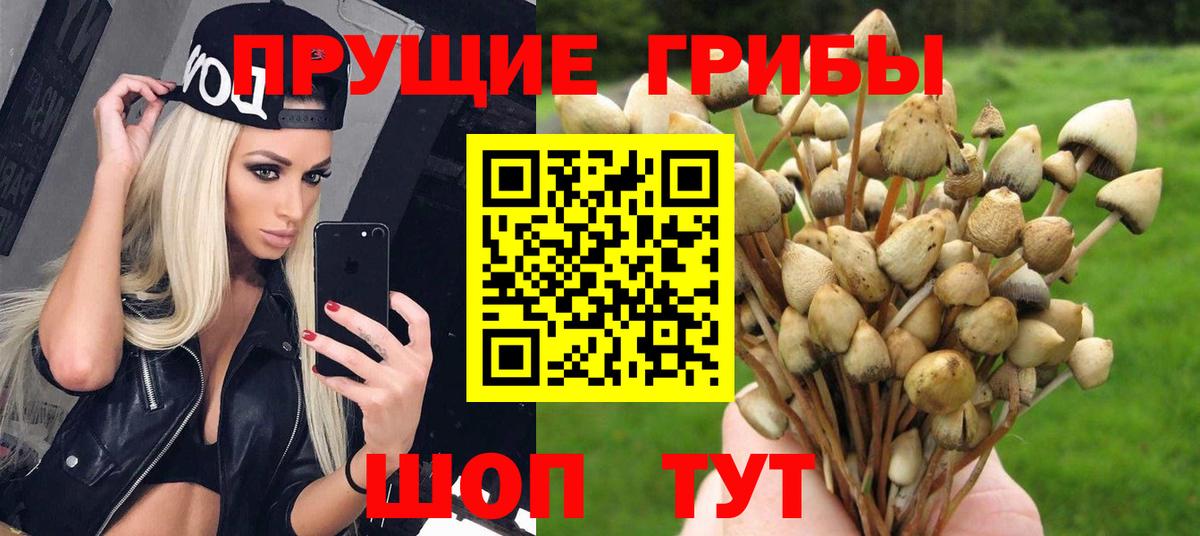 Псилоцибиновые грибы Cubensis  Вход с VPN  Псилоцибиновые грибы Cubensis  Кинель 